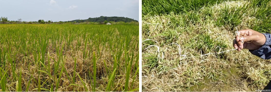 先达股份创制除草剂优势突出,道清扬®迅速成为防除稻田抗性杂草新利器
