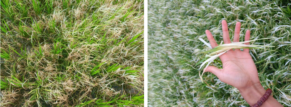 先达股份创制除草剂优势突出,道清扬®迅速成为防除稻田抗性杂草新利器