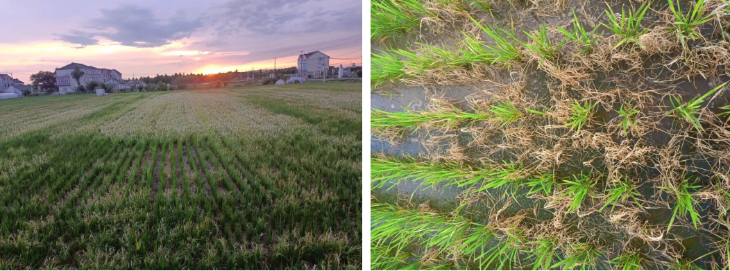 先达股份创制除草剂优势突出,道清扬®迅速成为防除稻田抗性杂草新利器