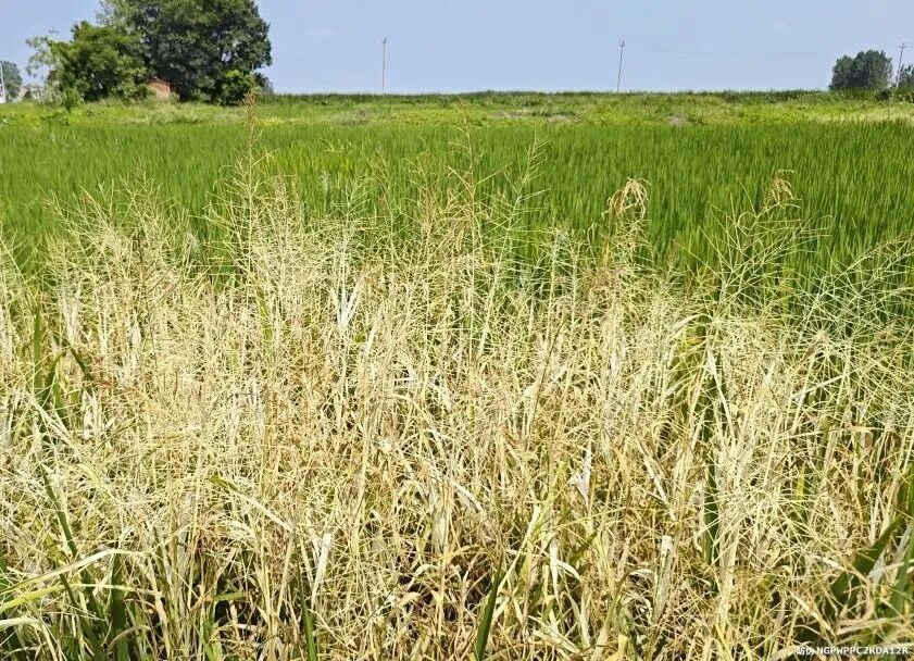 先达股份创制除草剂优势突出,道清扬®迅速成为防除稻田抗性杂草新利器