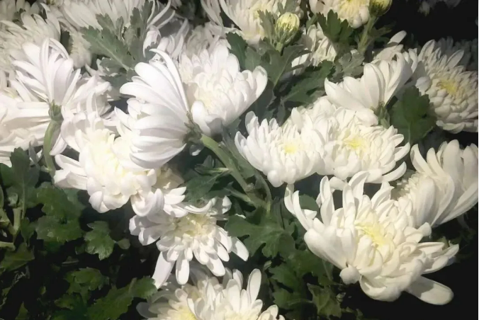 勒夫专利新肥田间实录：三位种植户的真实使用体验