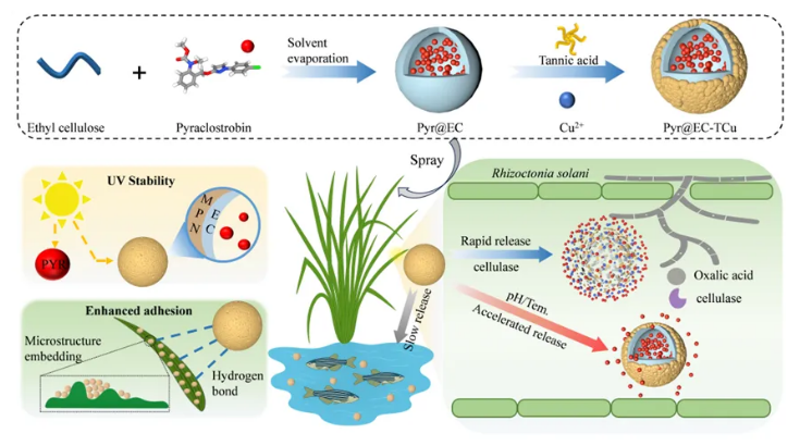 刘西莉课题组制备出负载吡唑醚菌酯的纳米农药，对水稻纹枯病显示出优异防效