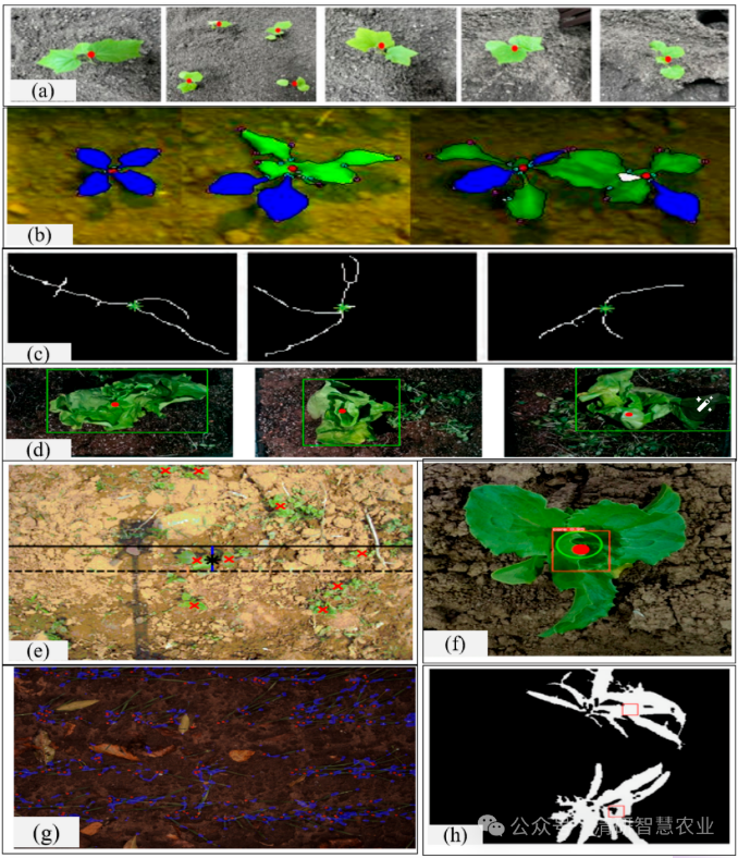 激光除草 VS 精准喷药 :植保机器人两种物理语言的田间新语法