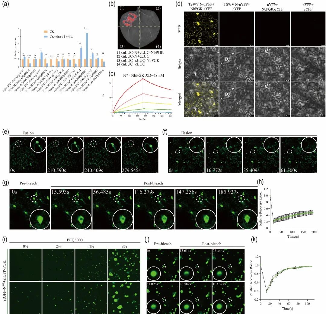 贵州大学宋宝安院士团队发现番茄斑萎病毒核衣壳蛋白利用宿主因子促进病毒增殖分子机制