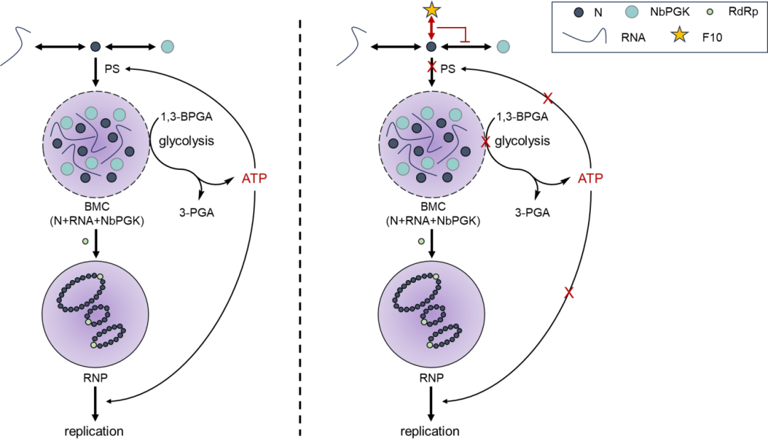 贵州大学宋宝安院士团队发现番茄斑萎病毒核衣壳蛋白利用宿主因子促进病毒增殖分子机制