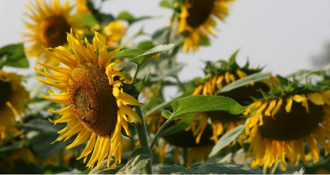 科迪华与英国石油公司共同成立生物燃料原料合资企业Etlas™
