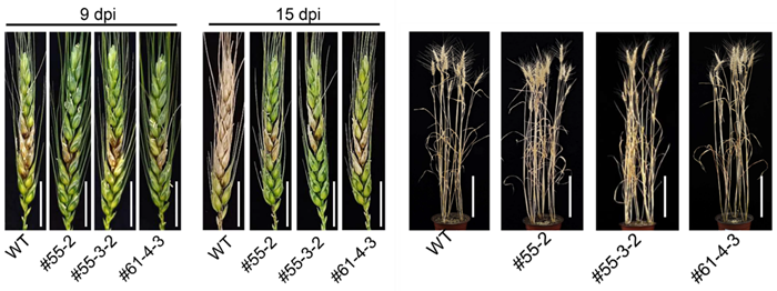 小麦赤霉病关键“感病开关”基因被发现