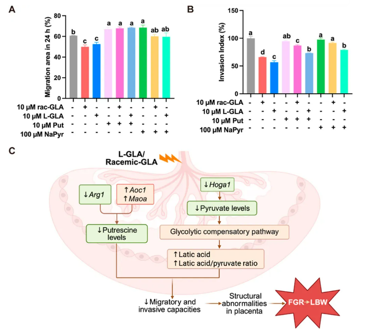精草铵膦或具有与被欧盟禁用的外消旋草铵膦类似的发育毒性风险