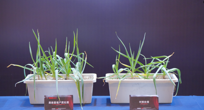 黑能量优势突出，提质增产看得见