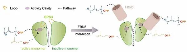 杨光富教授团队等取得重大研究进展，为创制新型除草剂奠定了坚实基础