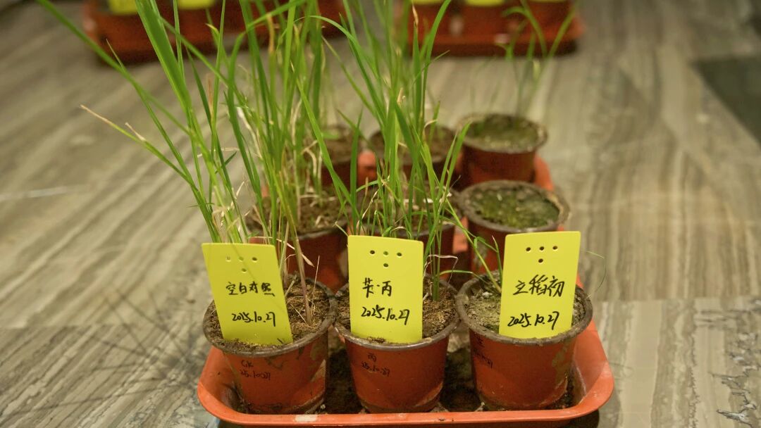 明德立达重磅新品立稻初®上市，允芯等草技术迈入新时代