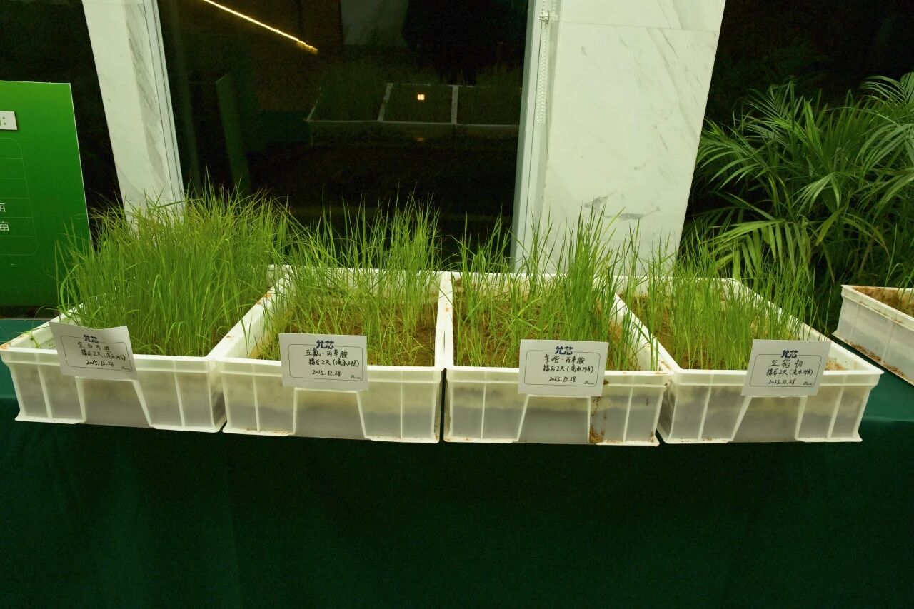 明德立达重磅新品立稻初®上市，允芯等草技术迈入新时代