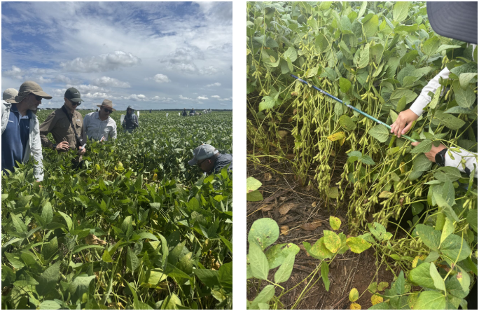 巴斯夫在巴西推出溴虫氟苯双酰胺和丙硫菌唑等三款植保产品，预计2~3年内商业化