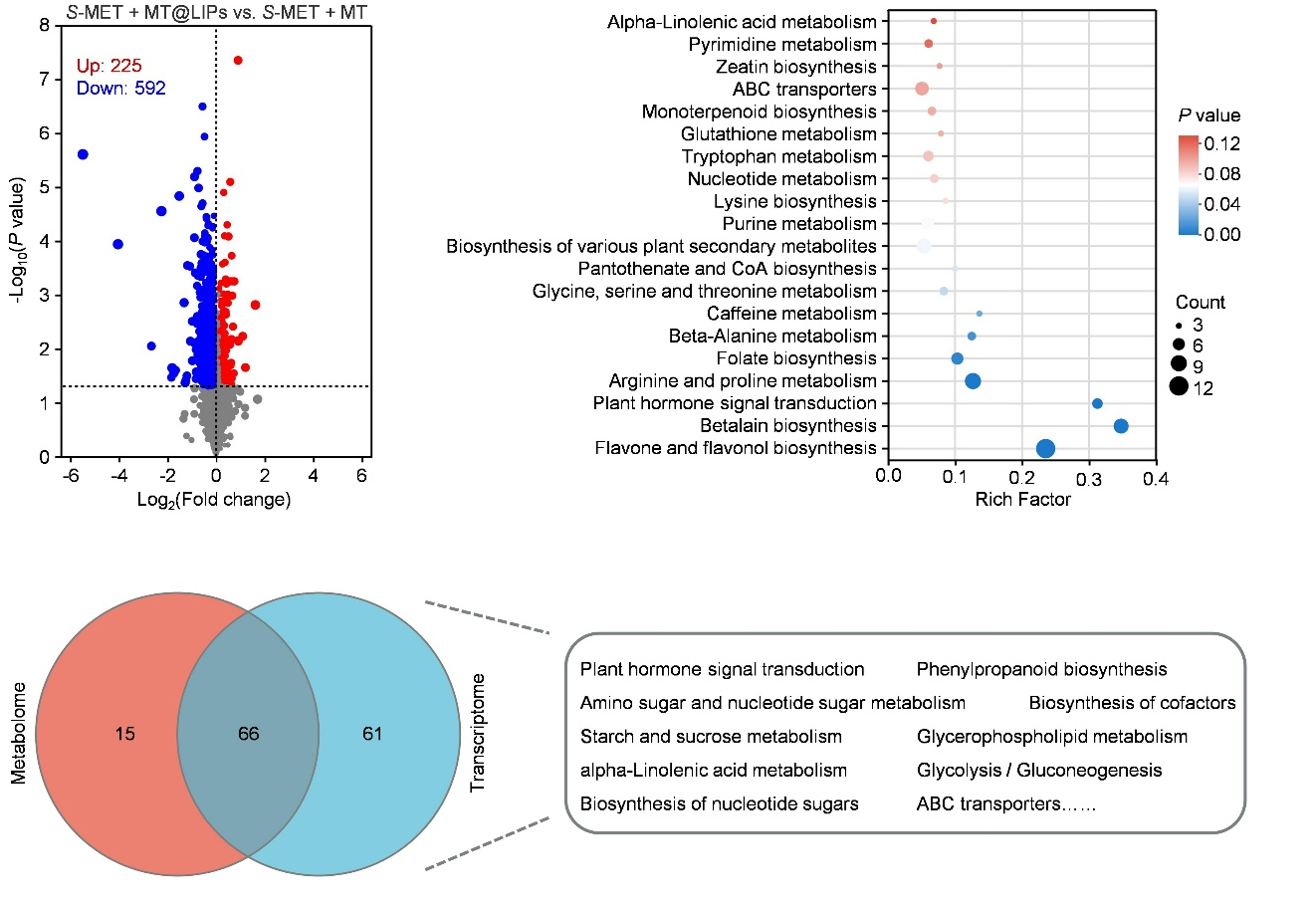 柏连阳院士团队揭示褪黑素纳米安全剂协同增效机制，为新型安全剂设计提供新范式