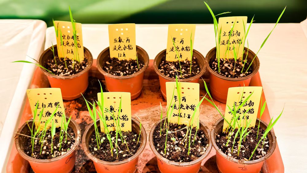 明德立达重磅推出新产品，开创水稻省工除草新时代