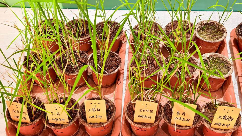 明德立达重磅推出新产品，开创水稻省工除草新时代