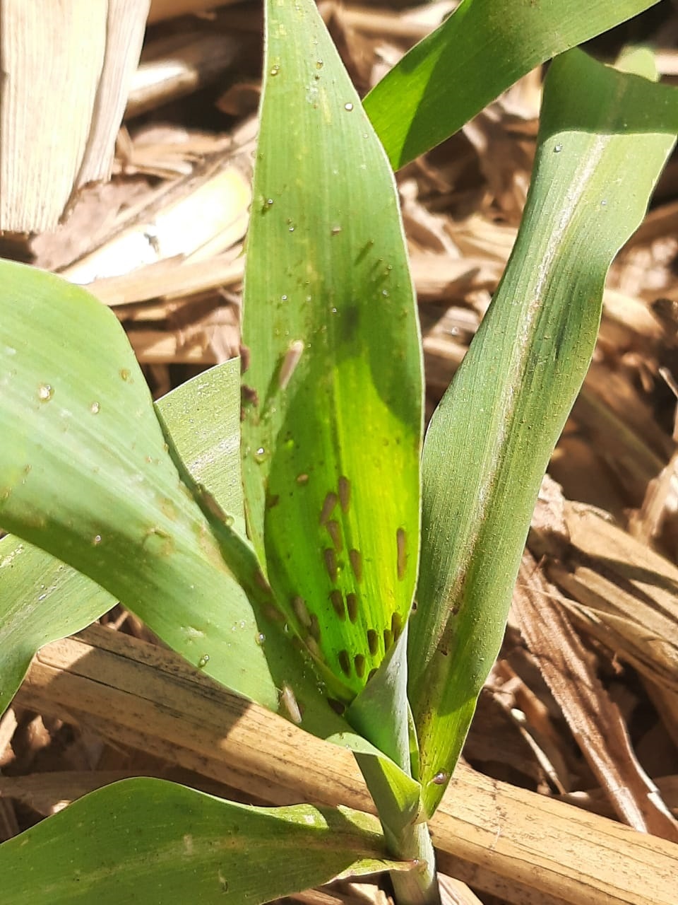 年均减产3180万吨！巴西玉米叶蝉拉响产业警报，防治成本超9美元/公顷