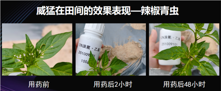 首张″双效王牌″诞生！六夫丁威猛®独家复配溴氰虫酰胺·乙基多杀菌素，以差异化技术破局抗性害虫治理