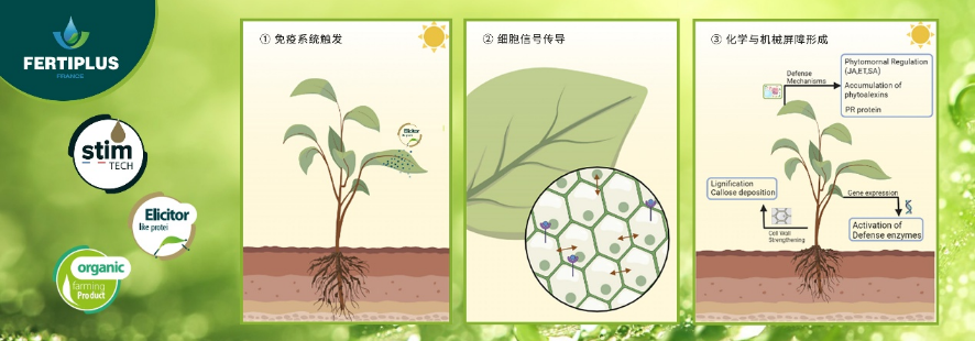 植物″亚健康″警报已拉响，″植物芯免疫″带来新方向！