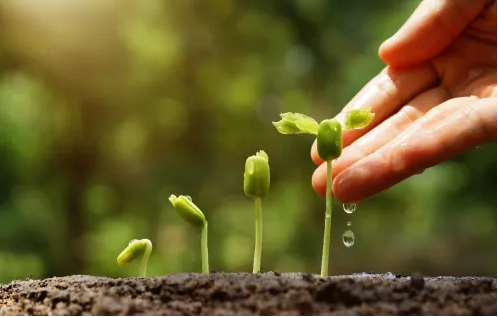 植物″亚健康″警报已拉响，″植物芯免疫″带来新方向！