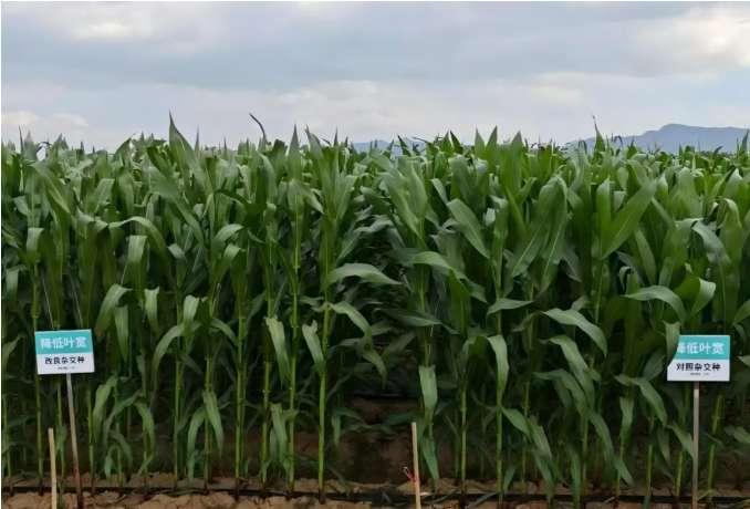 未米生物自主基因编辑工具CasY7-WM01连获两项基因编辑安全证书