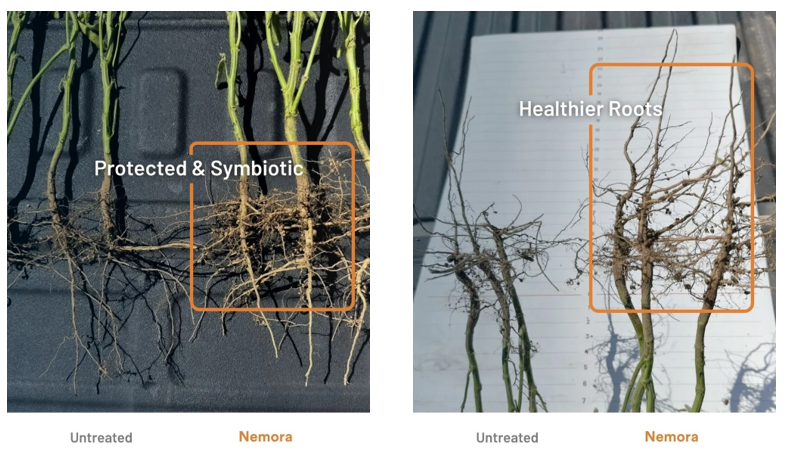 封锁孵化：Indigo农业如何构建全季生物防线应对大豆孢囊线虫危机