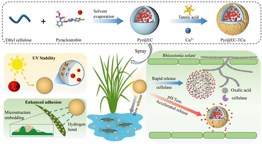 中国农大研发双功能纳米农药,破解三唑类杀菌剂药害风险
