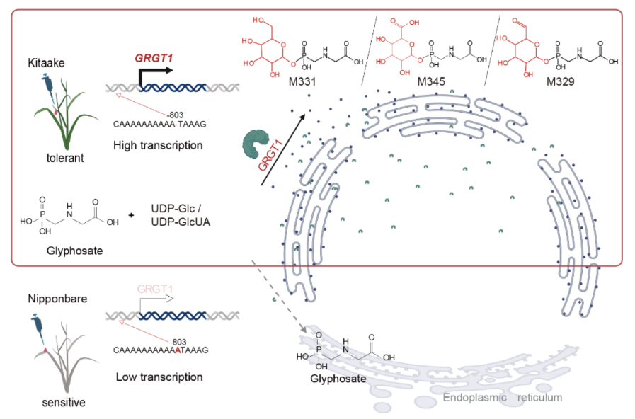 中国团队PNAS发文揭示水稻天然解毒新机制，为培育低残留耐草甘膦作物开辟新路径