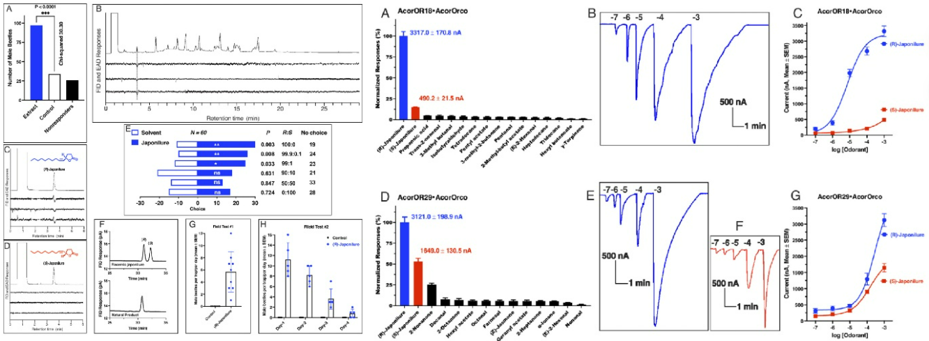 铜绿丽金龟性信息素成分被首次明确，精准″色诱″金龟子成为可能