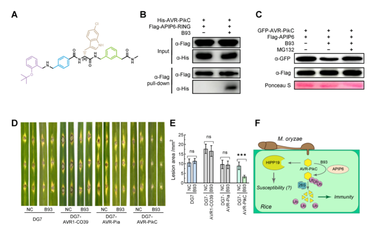 中国农大植保学院刘俊峰、王冬立团队利用″分子胶″策略开发新型杀菌剂