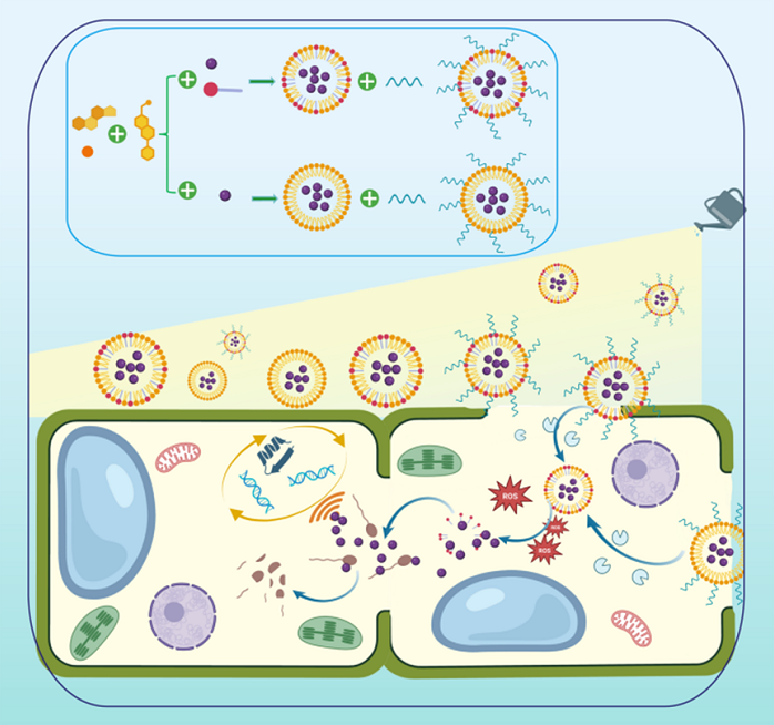 中国农科院烟草所开发新型纳米智能递送技术,烟草黑胫病防效提升30%+