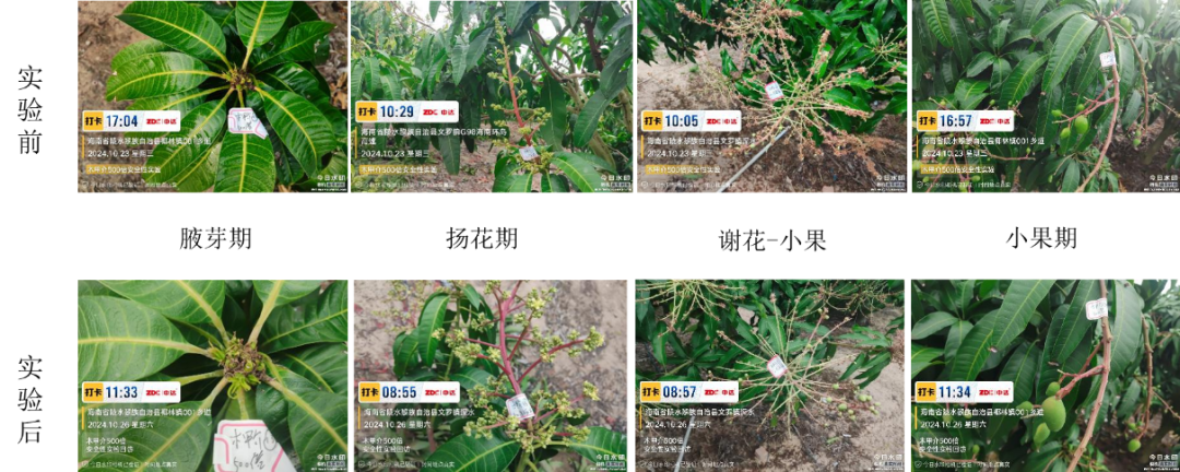 新一代高分子纳米杀虫剂″木甲介″重磅上市——快速融蜡 、木介双杀