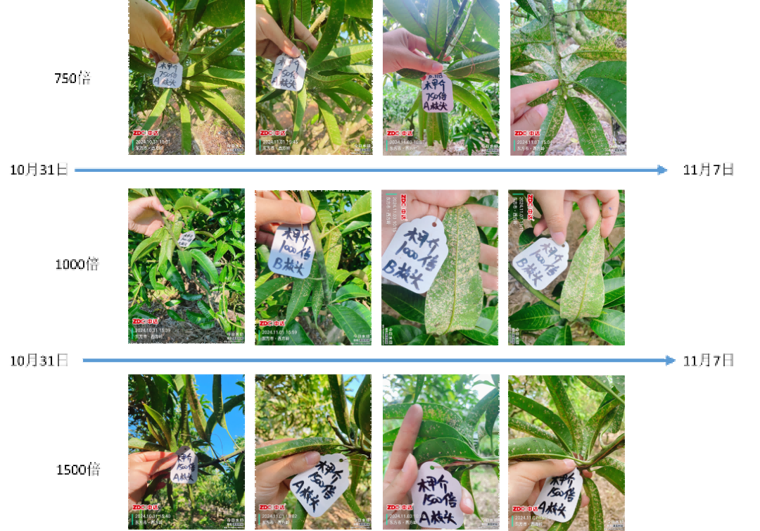 新一代高分子纳米杀虫剂″木甲介″重磅上市——快速融蜡 、木介双杀