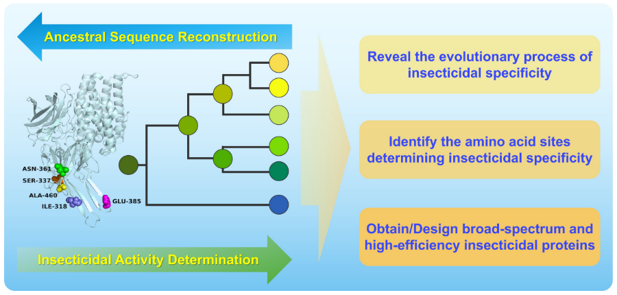 中国农科院植保所联合安徽农大利用ASR技术，发掘出高效广谱Bt杀虫蛋白