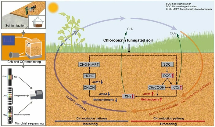 氯化苦熏蒸增碳机制破解，溶解性有机碳最高可提升217.5%