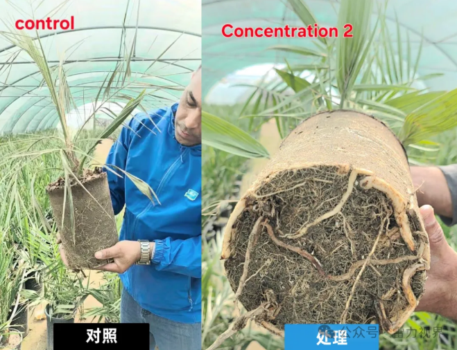 FAO″一国一品″伊拉克启动会聚焦椰枣产业升级，雷力褐藻双寡糖技术引领绿色转型