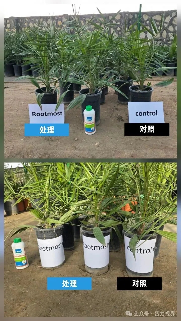 FAO″一国一品″伊拉克启动会聚焦椰枣产业升级，雷力褐藻双寡糖技术引领绿色转型