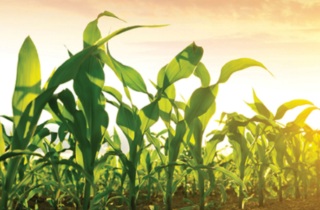 巴斯夫Ridivex进入EPA登记通道, 以砜吡草唑三元复配助力玉米苗后除草