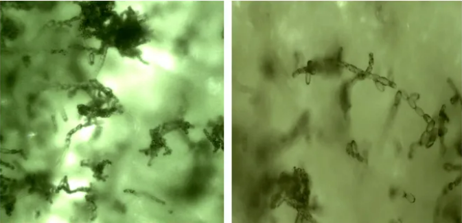 新品上市：专注抗性白粉纳米杀菌剂——粉妙（30%氟吡酰·乙嘧酯EW）