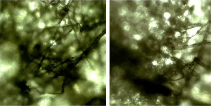 新品上市：专注抗性白粉纳米杀菌剂——粉妙（30%氟吡酰·乙嘧酯EW）