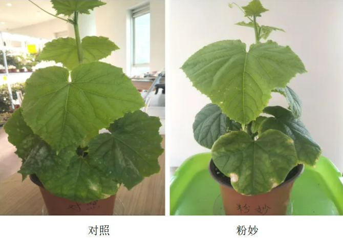 新品上市：专注抗性白粉纳米杀菌剂——粉妙（30%氟吡酰·乙嘧酯EW）