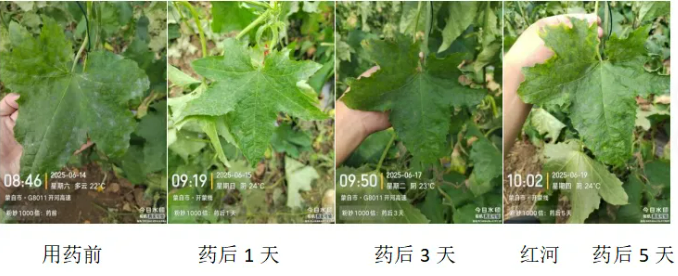 新品上市：专注抗性白粉纳米杀菌剂——粉妙（30%氟吡酰·乙嘧酯EW）