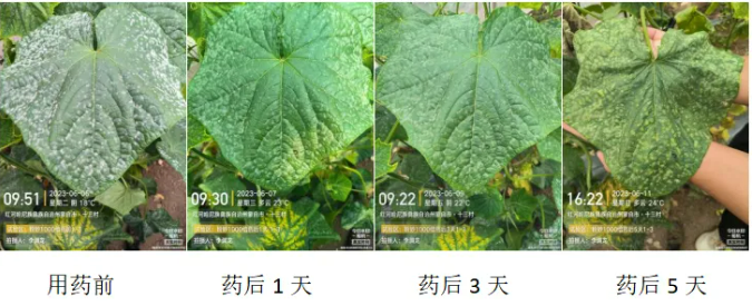 新品上市：专注抗性白粉纳米杀菌剂——粉妙（30%氟吡酰·乙嘧酯EW）