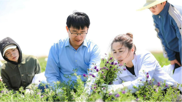 青岛农大历时6年攻克苜蓿草害痛点——从根际分离的被孢霉MXBP304实现"零污染"生物除草