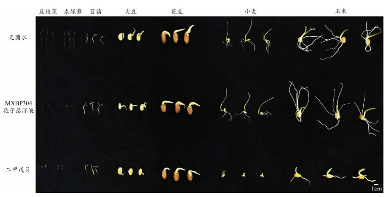 青岛农大历时6年攻克苜蓿草害痛点——从根际分离的被孢霉MXBP304实现"零污染"生物除草