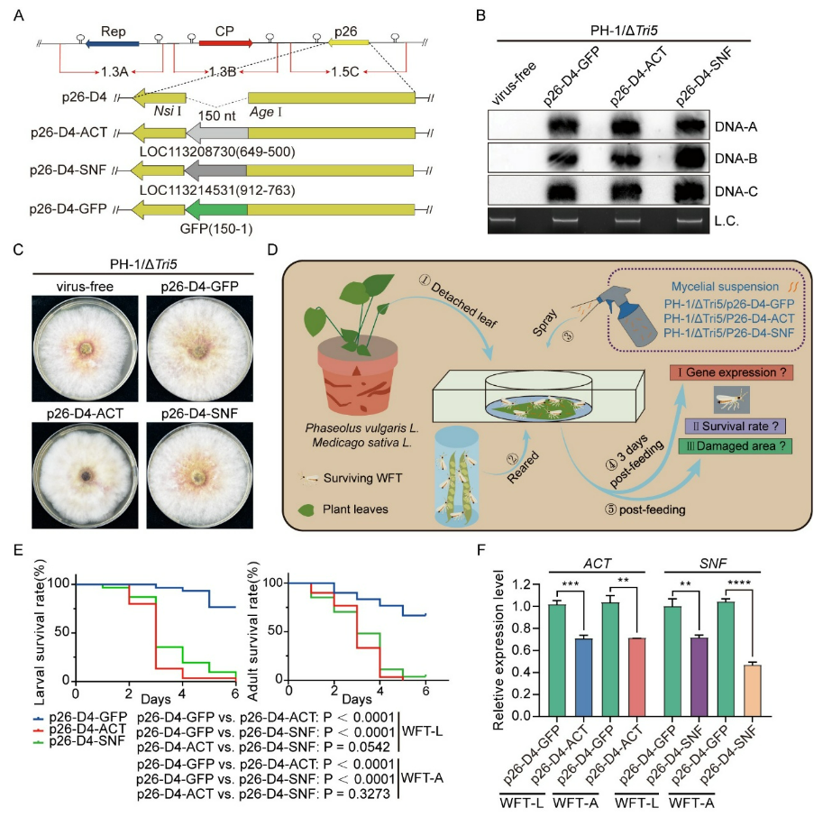 RNAi生物农药新路径：农科院植保所成功将小麦赤霉病菌化为高效杀灭西花蓟马的生防菌剂