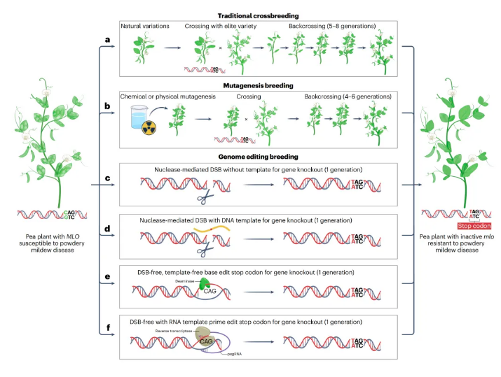 传统育种 vs 基因编辑：同″果″为何不同″命″？齐禾生科携国际巨头呼吁建立全球一致的监管环境