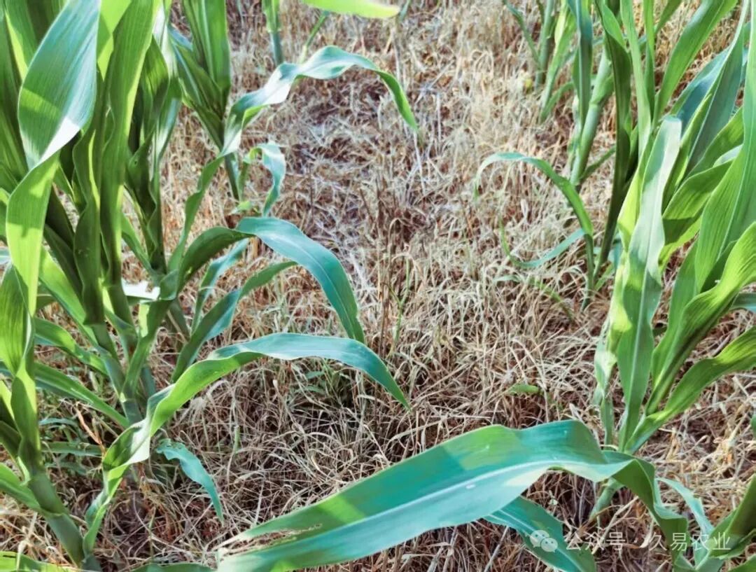 久易股份除草剂新产品获准独家登记