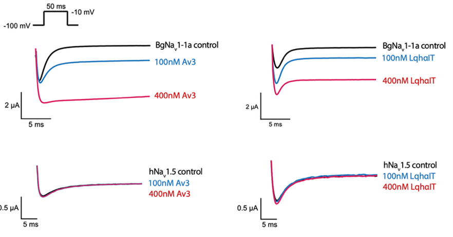 天津大学成功揭示杀虫多肽作用机理，为农药创制提供新范式