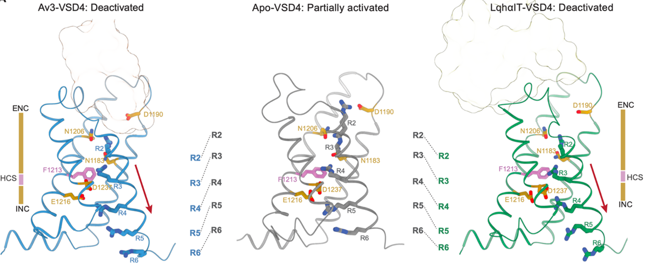 天津大学成功揭示杀虫多肽作用机理，为农药创制提供新范式